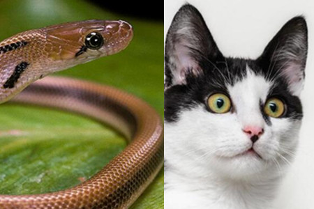 梦见猫吃蛇是什么意思？梦见蛇吃猫何解？