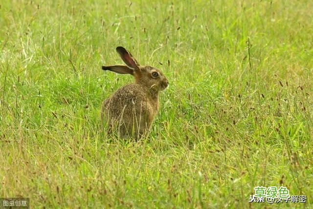 12生肖兔的来历：属兔的朋友们注意了，属兔也要知道来历 兔合什么生肖