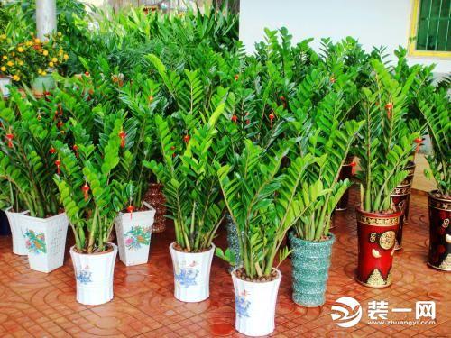 植物盆栽室内_公司盆栽养什么好风水_室内盆栽什么植物最好