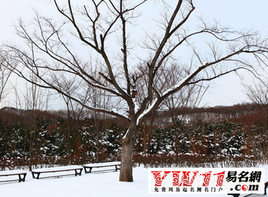 开花雪地梦见里有人死了_梦见植物开花茉莉_梦到雪地里有花开