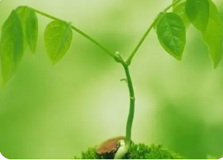 梦见都是绿色植物_梦见绿色盆栽是胎梦吗_绿色花坛植物