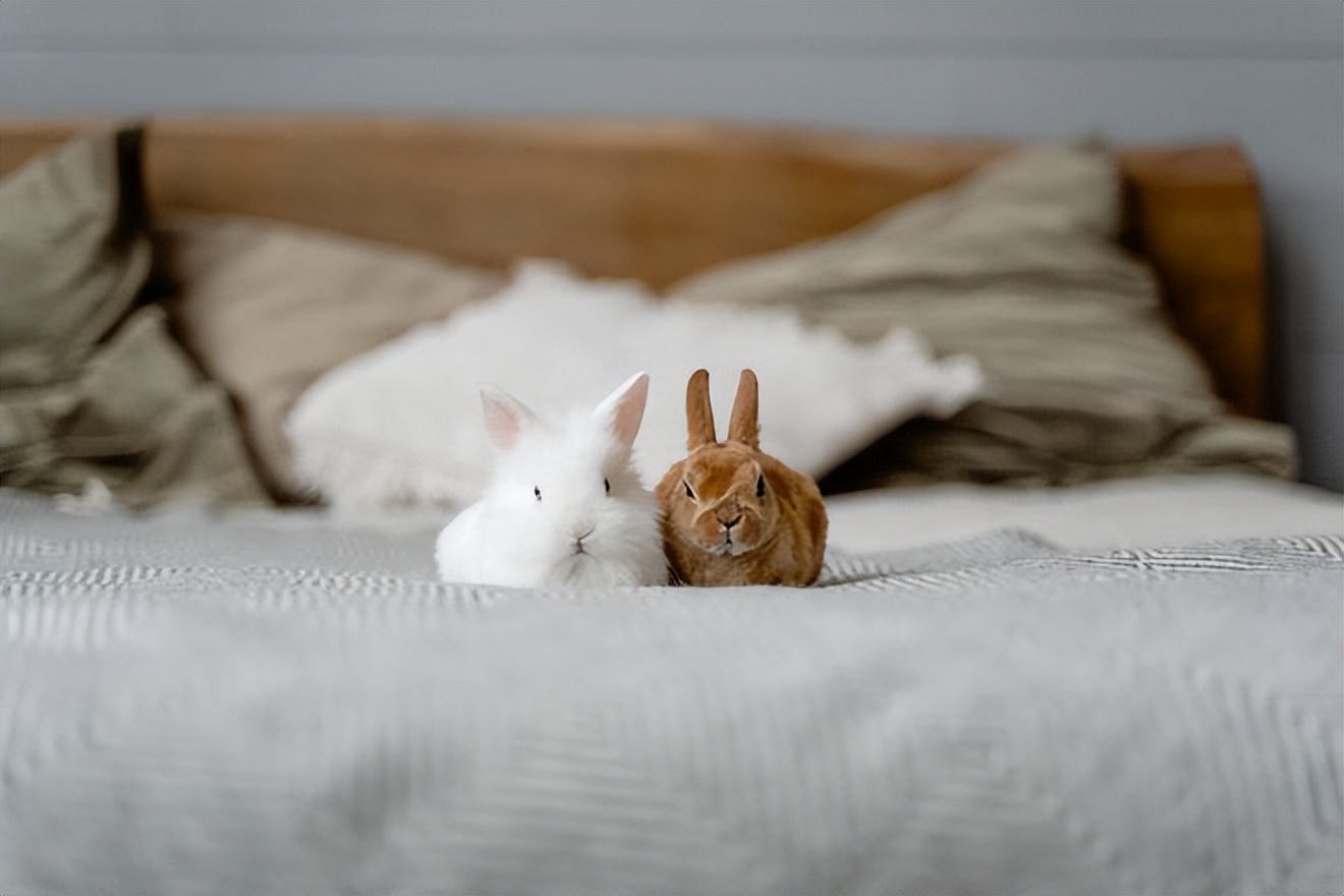 兔兔猫是兔还是猫_草兔寿命是多长_属兔的幸运草是什么
