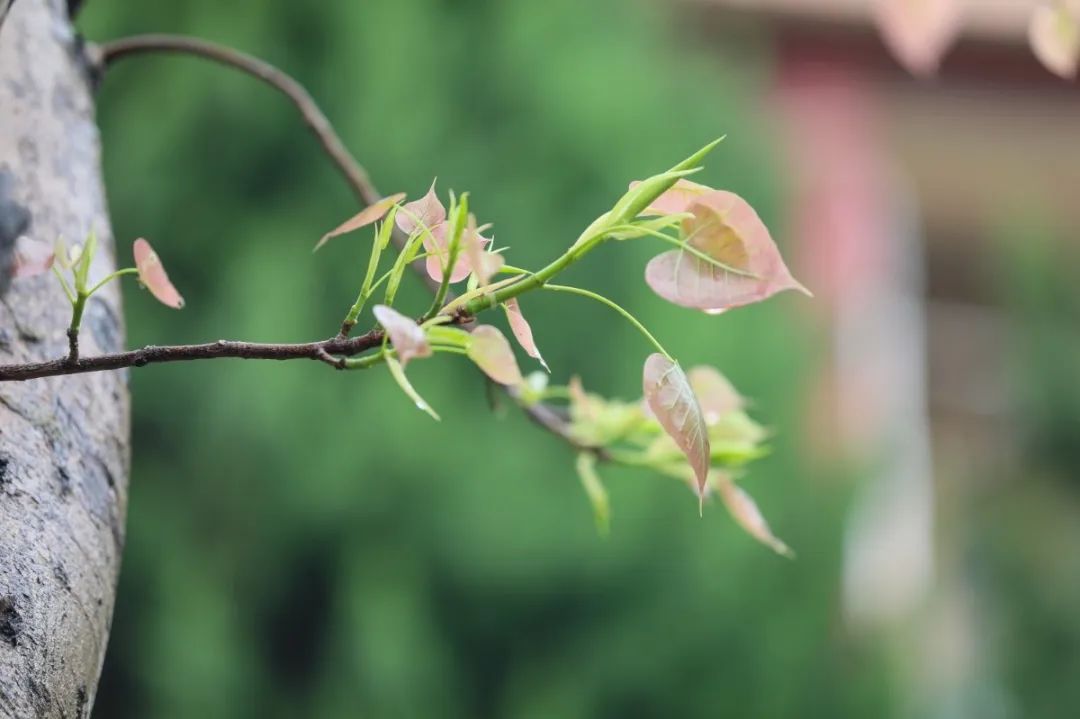 学算命风水学入门书籍顺序_风水算命的基本知识书籍_算命风水文