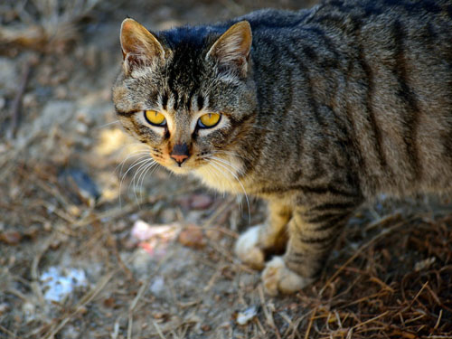 孕妇梦见黑猫死了很恐怖_孕妇梦见黑猫死了很恐怖_孕妇梦见黑猫死了很恐怖