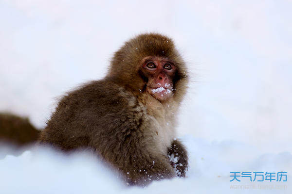 张飞是属什么生肖的_张飞属什么生肖属相_张飞生肖属什么