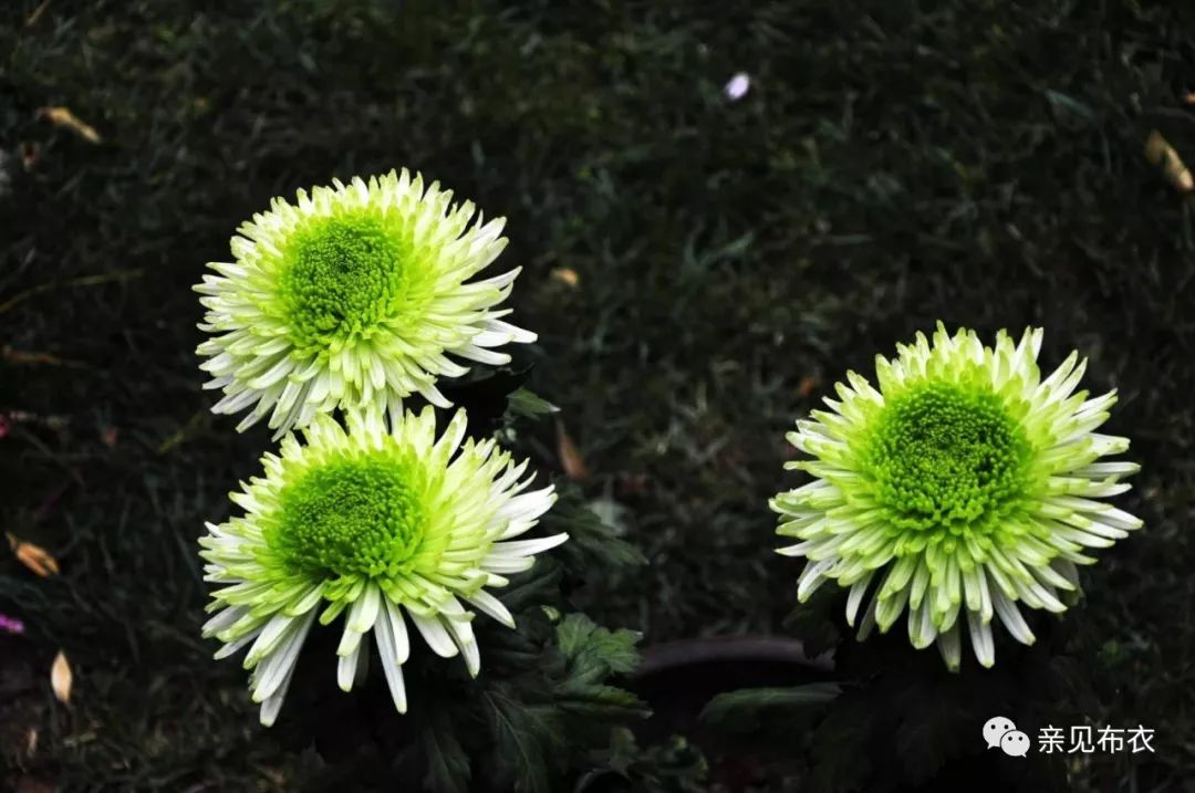 植物父亲梦见好人死了_梦见植物人的爸爸好了_梦见植物人的父亲好了