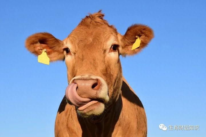 生肖女人_十二生肖什么是女肖_生肖女是什么意思